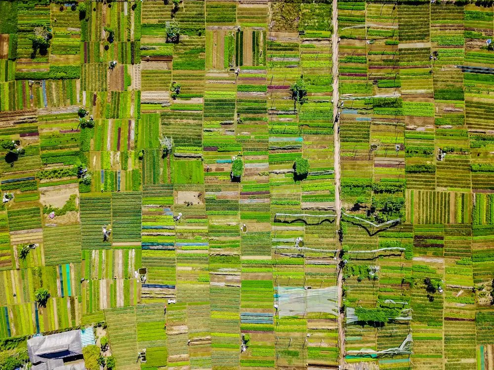 Vista aérea de parcelas agrícolas en distintos tonos de verde